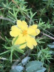 Hibbertia stricta