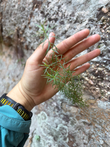Leptospermum madidum, 2026-06-05