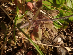 Arabidopsis arenosa