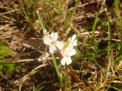 Arabidopsis arenosa