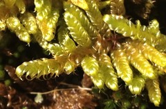 Hypnum plumaeforme