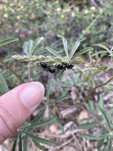 iNaturalist observation photo of Hairy Smooth Carpenter Ant