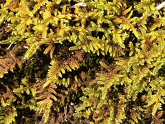Hypnum plumaeforme