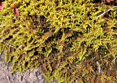 Hypnum plumaeforme