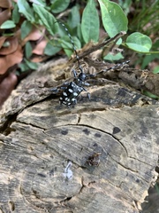 Anoplophora macularia