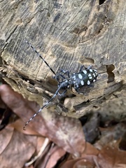 Anoplophora macularia