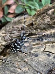 Anoplophora macularia