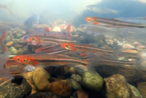 Rosyface shiner (Notropis rubellus) — Cyprinidae — 4