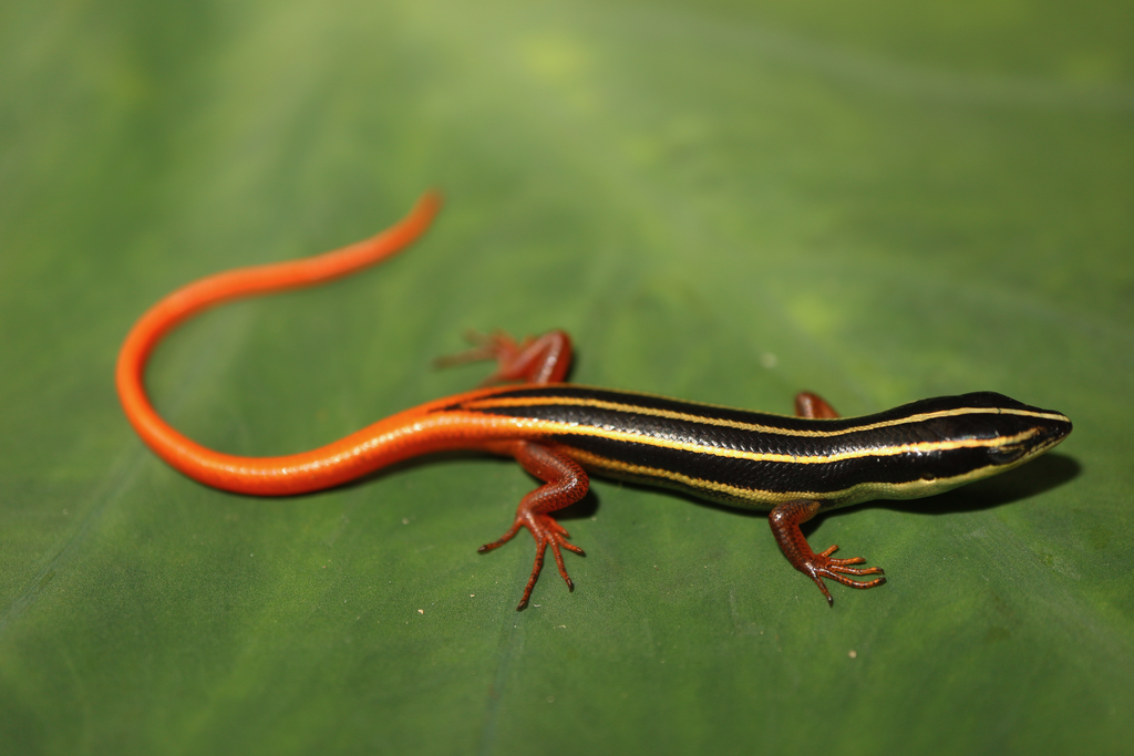 Red-Tailed Swamp Skink