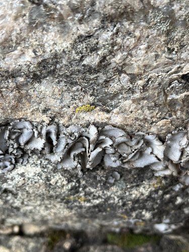 Leather Lichen