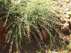 Phyllanthus maderaspatensis