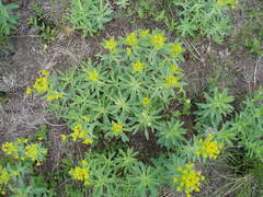 Euphorbia stepposa