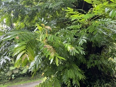 (c) 謝麗霦, some rights reserved (CC BY) Pterocarya stenoptera, photograph (c) 謝麗霦, some rights reserved (CC BY)