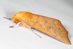 Rusicada combinans