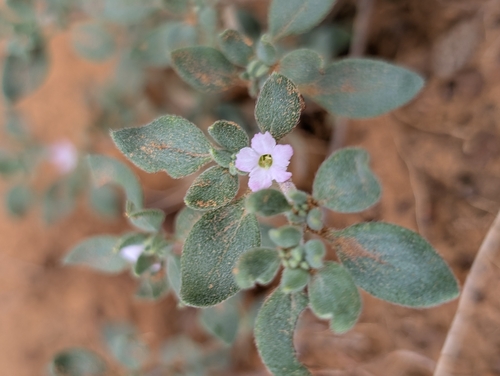 Shrubby Tiquilia