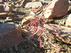 Phyllanthus maderaspatensis