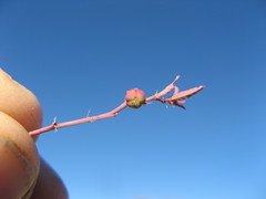 Phyllanthus maderaspatensis