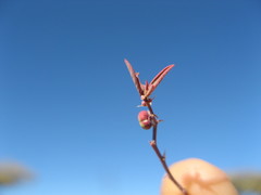 Phyllanthus maderaspatensis