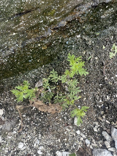 Lepidium didymum observed 2026-06-08