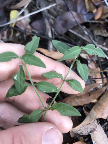 Image of Opercularia hispida by (c) Greg Tasney, some rights reserved (CC BY-SA)