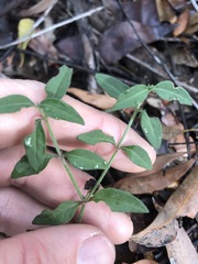 Opercularia hispida