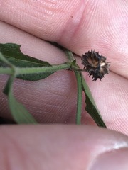 Opercularia hispida