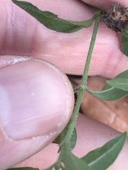 Opercularia hispida