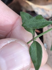 Opercularia hispida
