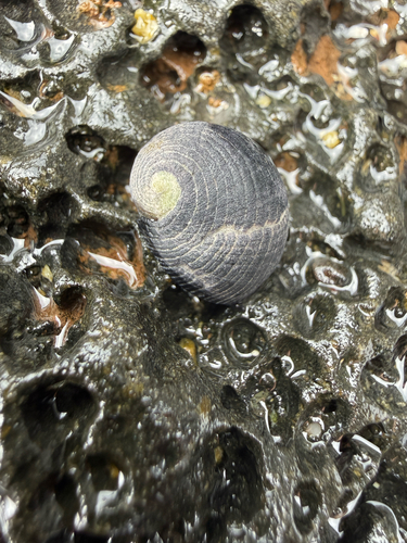 Nerita picea observed 2026-06-08