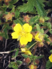 Potentilla