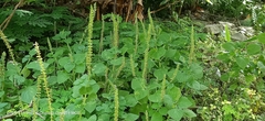 Coleus monostachyus
