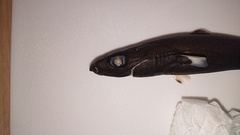 Squaliolus laticaudus