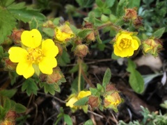 Potentilla