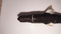 Squaliolus laticaudus