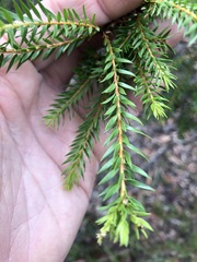 Melaleuca sieberi