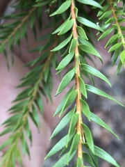 Melaleuca sieberi