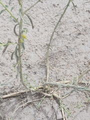 Haplophyllum tuberculatum