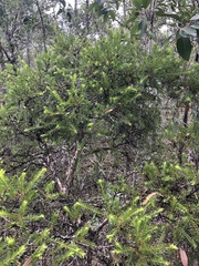 Melaleuca sieberi