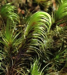 Campylopus incurvatus