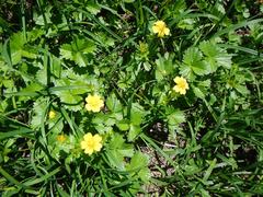 Potentilla matsumurae