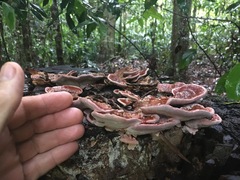 Rhodofomitopsis feei