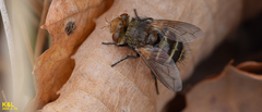 Gonia ussuriensis