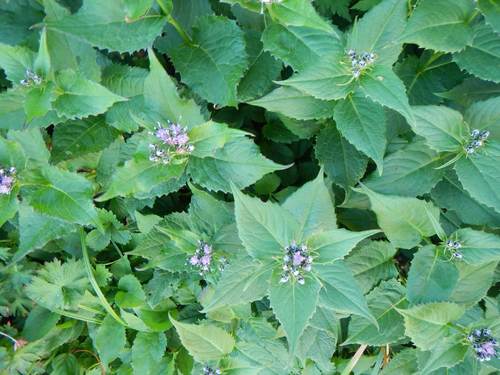 Variedad Saussurea riederi japonica · NaturaLista Mexico