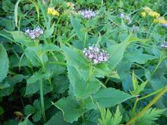Saussurea riederi, photograph (c) Junichi　Mandai, some rights reserved (CC BY)