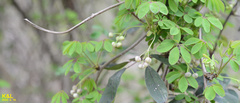 Akebia