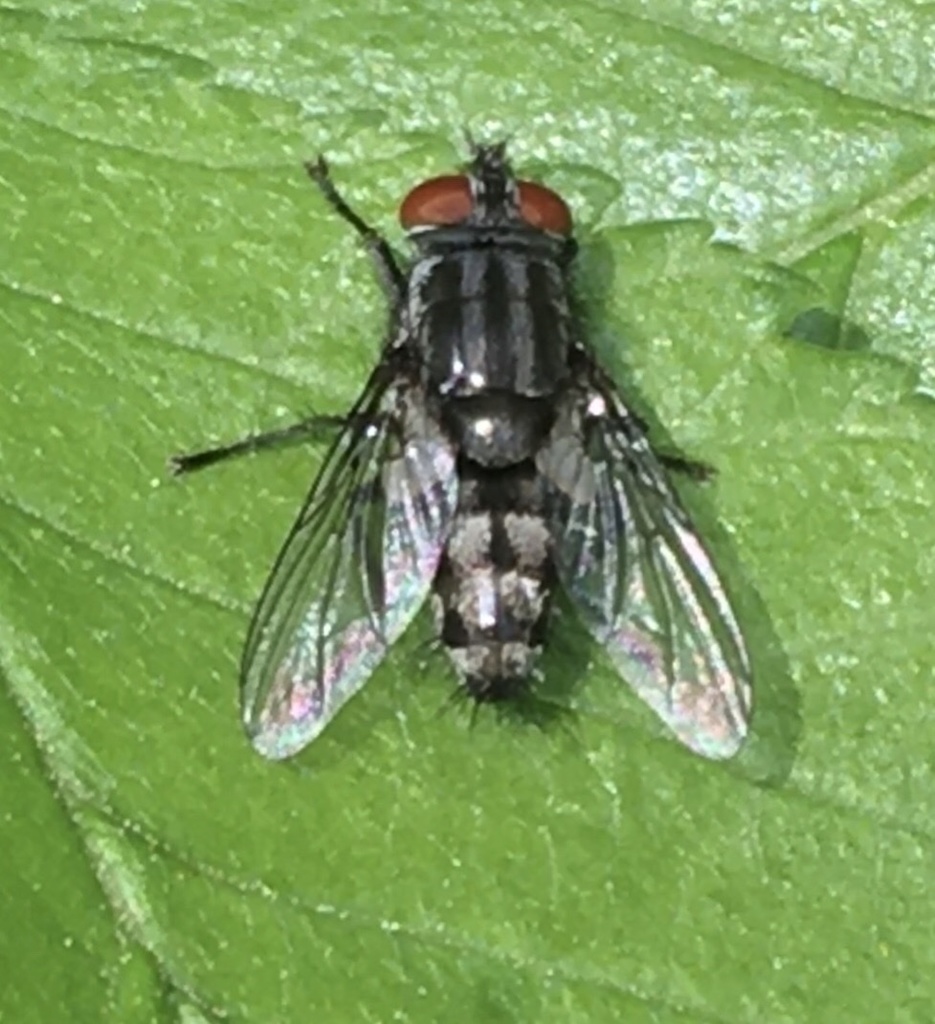 Mason-wasp Satellite Fly