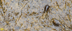 Semisulcospira libertina