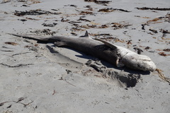 Notorynchus cepedianus