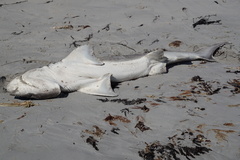 Notorynchus cepedianus