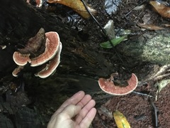 Rhodofomitopsis feei